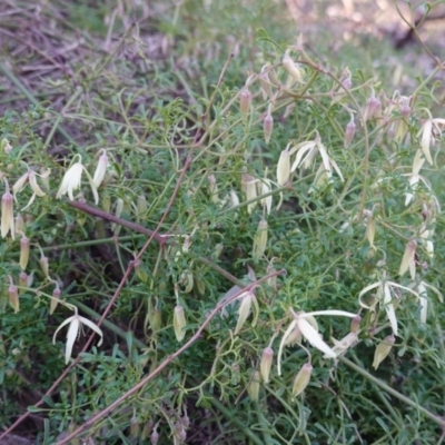 Clematis leptophylla (Small-leaf Clematis, Old Man's Beard) at Federal Golf Course - 25 Aug 2019 by JackyF