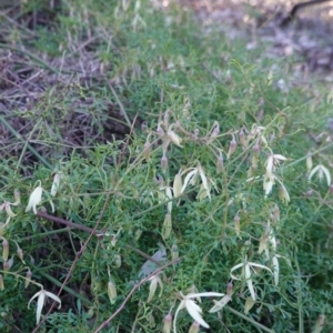 Clematis leptophylla at Hughes, ACT - 25 Aug 2019