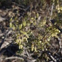 Clematis leptophylla (Small-leaf Clematis, Old Man's Beard) at Hughes, ACT - 25 Aug 2019 by JackyF