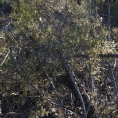 Clematis leptophylla at Hughes, ACT - 25 Aug 2019 04:29 PM