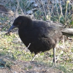 Corcorax melanorhamphos (White-winged Chough) at Hughes, ACT - 25 Aug 2019 by JackyF