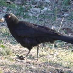Corcorax melanorhamphos at Hughes, ACT - 25 Aug 2019 04:10 PM