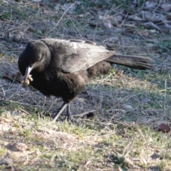 Corcorax melanorhamphos at Hughes, ACT - 25 Aug 2019 04:10 PM