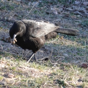 Corcorax melanorhamphos at Hughes, ACT - 25 Aug 2019