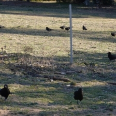 Corcorax melanorhamphos at Hughes, ACT - 25 Aug 2019