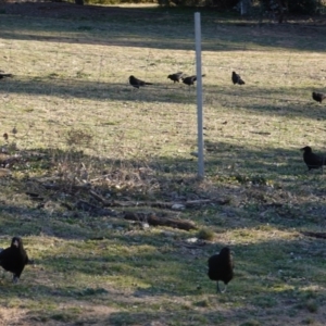Corcorax melanorhamphos at Hughes, ACT - 25 Aug 2019 04:10 PM