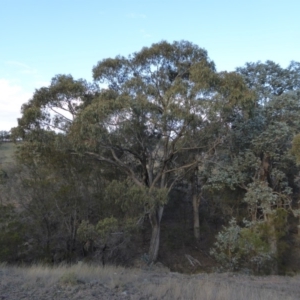 Eucalyptus bridgesiana at Rugosa - 25 Aug 2019 04:23 PM