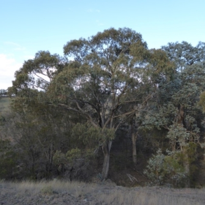 Eucalyptus bridgesiana (Apple Box) at Yass River, NSW - 25 Aug 2019 by SenexRugosus