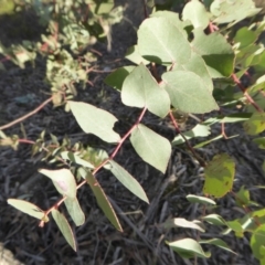 Eucalyptus bridgesiana at Rugosa - 25 Aug 2019 04:23 PM