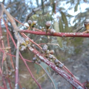 Eucalyptus bridgesiana at Yass River, NSW - 25 Aug 2019