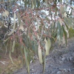 Eucalyptus bridgesiana at Yass River, NSW - 25 Aug 2019