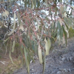 Eucalyptus bridgesiana at Rugosa - 25 Aug 2019