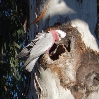 Eolophus roseicapilla (Galah) at Federal Golf Course - 25 Aug 2019 by JackyF