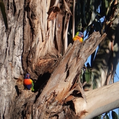 Trichoglossus moluccanus (Rainbow Lorikeet) at Red Hill Nature Reserve - 25 Aug 2019 by JackyF
