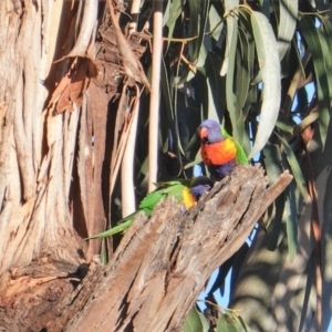 Trichoglossus moluccanus at Hughes, ACT - 25 Aug 2019 04:05 PM