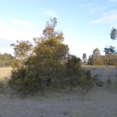 Acacia decurrens (Green Wattle) at Yass River, NSW - 26 Aug 2019 by SenexRugosus