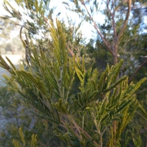 Acacia decurrens at Yass River, NSW - 26 Aug 2019