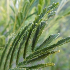 Acacia decurrens at Yass River, NSW - 26 Aug 2019