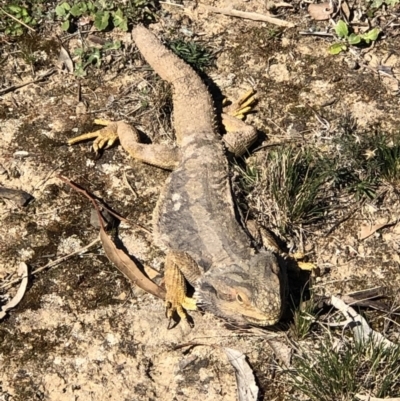 Pogona barbata (Eastern Bearded Dragon) at Deakin, ACT - 24 Aug 2019 by JackyF