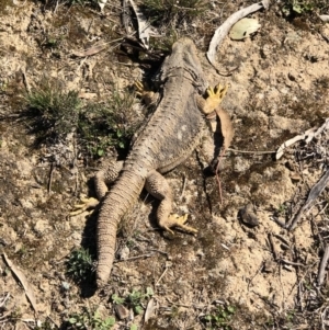 Pogona barbata at Deakin, ACT - 24 Aug 2019