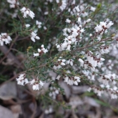 Cryptandra amara (Bitter Cryptandra) at Red Hill Nature Reserve - 25 Aug 2019 by JackyF