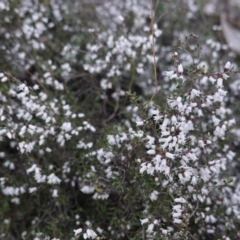 Cryptandra amara at Hughes, ACT - 25 Aug 2019