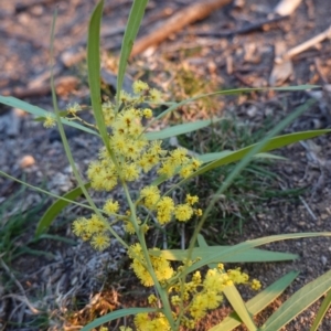 Acacia rubida at Hughes, ACT - 26 Aug 2019 05:23 PM