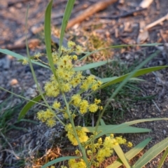 Acacia rubida (Red-stemmed Wattle, Red-leaved Wattle) at Red Hill Nature Reserve - 26 Aug 2019 by JackyF
