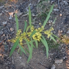 Acacia rubida at Hughes, ACT - 26 Aug 2019