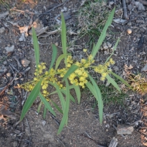 Acacia rubida at Hughes, ACT - 26 Aug 2019