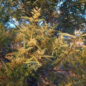 Acacia rubida at Hughes, ACT - 26 Aug 2019