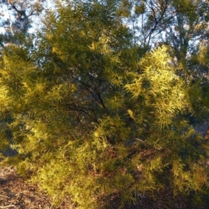 Acacia rubida at Hughes, ACT - 26 Aug 2019