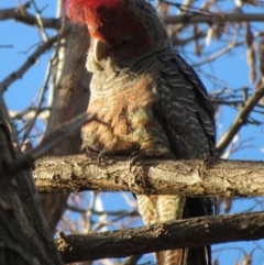 Callocephalon fimbriatum (Gang-gang Cockatoo) at Kingston, ACT - 24 Jul 2019 by RobParnell