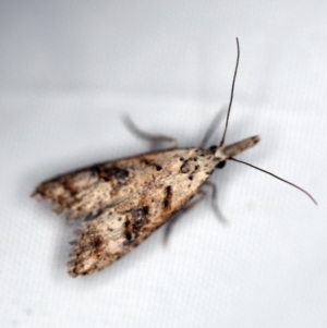 Carposina (genus) at O'Connor, ACT - 19 Nov 2018 10:29 PM