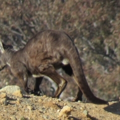 Osphranter robustus robustus (Eastern Wallaroo) at QPRC LGA - 24 Aug 2019 by SandraH