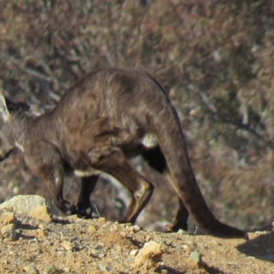 Osphranter robustus robustus (Eastern Wallaroo) at Tralee, NSW - 24 Aug 2019 by SandraH