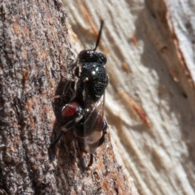 Chalcididae (family) (Unidentified chalcid wasp) at Callum Brae - 25 Aug 2019 by rawshorty