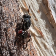 Chalcididae (family) (Unidentified chalcid wasp) at Callum Brae - 25 Aug 2019 by rawshorty