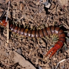 Cormocephalus aurantiipes (Orange-legged Centipede) at Dunlop, ACT - 25 Aug 2019 by Kurt