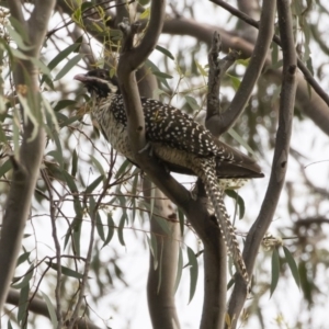 Eudynamys orientalis at Michelago, NSW - 12 Jan 2019 06:42 PM