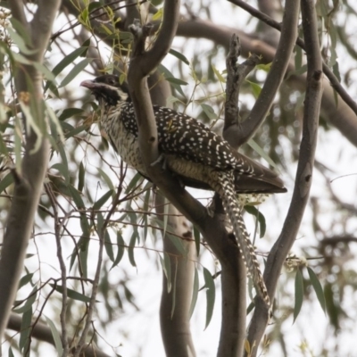 Eudynamys orientalis (Pacific Koel) at Illilanga & Baroona - 12 Jan 2019 by Illilanga