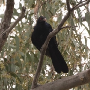 Eudynamys orientalis at Michelago, NSW - 12 Jan 2019 06:42 PM