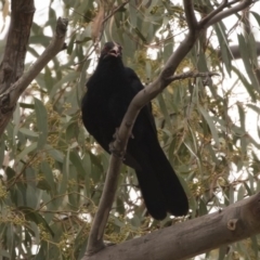 Eudynamys orientalis at Michelago, NSW - 12 Jan 2019 06:42 PM