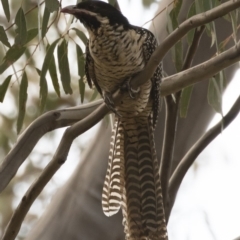 Eudynamys orientalis at Michelago, NSW - 12 Jan 2019 06:42 PM