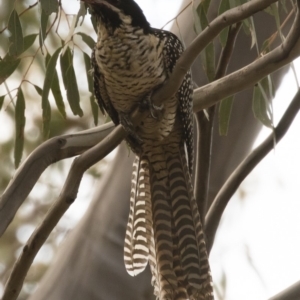 Eudynamys orientalis at Michelago, NSW - 12 Jan 2019 06:42 PM