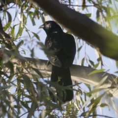 Eudynamys orientalis (Pacific Koel) at Michelago, NSW - 4 Jan 2019 by Illilanga