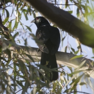 Eudynamys orientalis at Michelago, NSW - 4 Jan 2019 05:58 AM