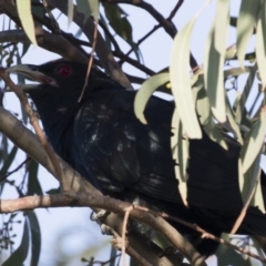 Eudynamys orientalis at Michelago, NSW - 4 Jan 2019 05:58 AM