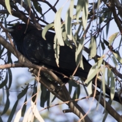 Eudynamys orientalis at Michelago, NSW - 4 Jan 2019 05:58 AM