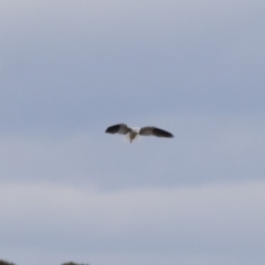 Elanus axillaris (Black-shouldered Kite) at Illilanga & Baroona - 23 Aug 2018 by Illilanga